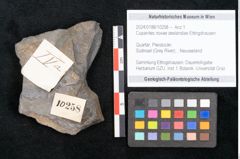 Foto (Objekt + Etikett) von Cupanites novae zeelandiae Ettingshausen (NHMW-GEO-2024-0188-10258)